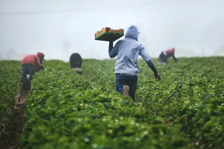 Farm Jobs in Italy